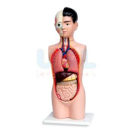 Human Torso 9 Parts
